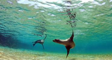 Sea lion swimming underwater in tidal lagoon in the Galapagos Islands