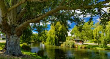 Top 5 Trees to Gather Around