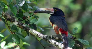 Costa Rica Tours