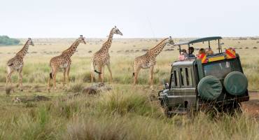 Giraffes herd in savannah, Kenya, Africa