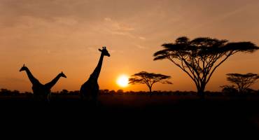 Safari in Afrika: Unsere Geheimtipps