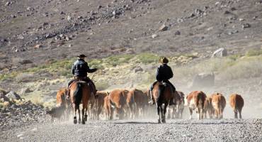Gauchos and herd of cows, Patagonia, Argentina, South America