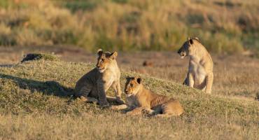 portrait of a female african lion walking through the gras while the sun is rising in botswana, Africa - Zambia travel guide