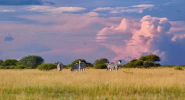 Herd of Plains zebra, Equus quagga, standing in the lush savanna, , Nxai Pan, Botswana, Africa