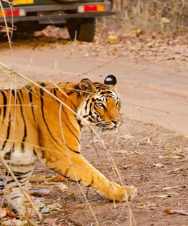 Enchanting Travels - Tiger Safaris in India - A tiger crossing the safari track inside bandhavgarh tiger reserve during a wildlife