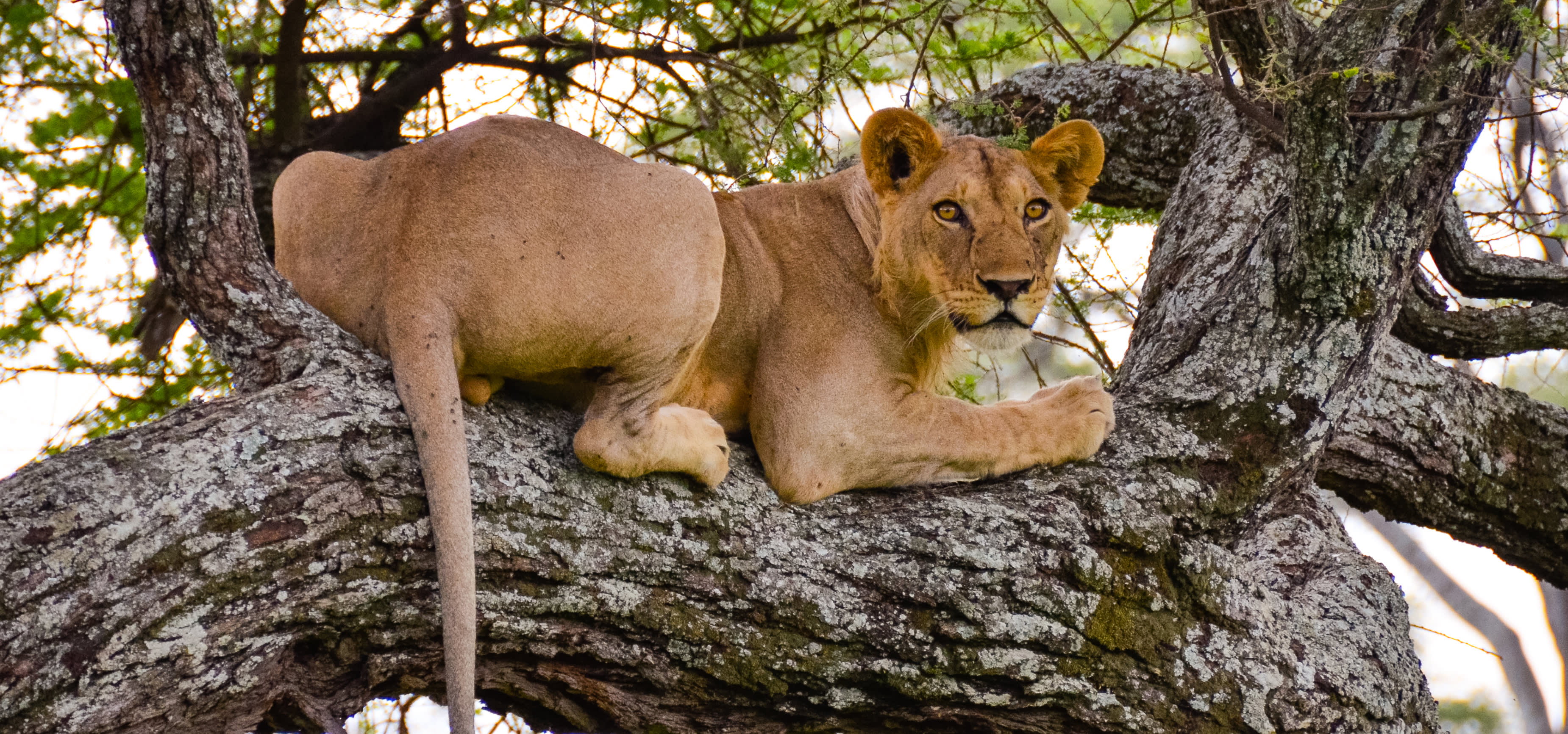 Lion resting at Tarangire National Park