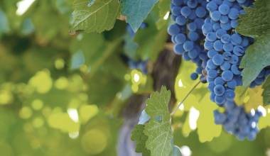 Argentinien und Chile Gourmetreise: Die besten Weinbauregionen Südamerikas