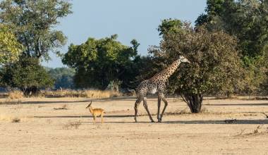 Giraffe in South Luangwa, Sambia