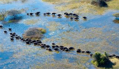 Botswana Safaris