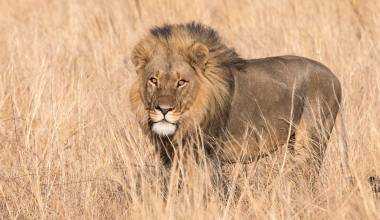 Chobe Elephant Camp