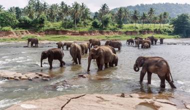elephants in pinnawela sri lanka, Asia