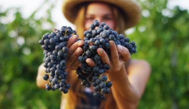Enchanting Travels France Tours September to harvest vineyards