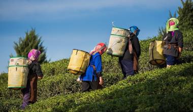 Enchanting Travels India Tours Farmers harvest Oolong tea leaves in a tea plantation on the morning time