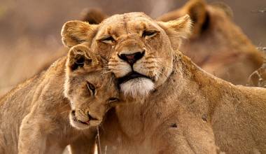 Lions Kruger South Africa Tour