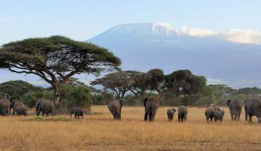 Enchanting Travels - Tanzania Tours - West Kilimanjaro - Elephant with Mount Kilimanjaro in the background