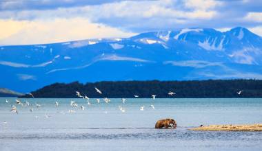 Bear in Alaska