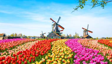 Landscape with tulips, traditional dutch windmills and houses near the canal in Zaanse Schans, Netherlands, Europe