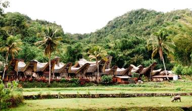 Traditional Tana Toraja village with buffalo in the foreground , tongkonan houses and buildings. Kete Kesu, Rantepao, Sulawesi, Indonesia