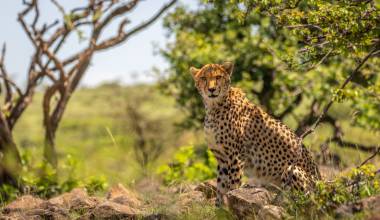A Female Cheetah