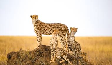 Group of Cheetah Serengeti National Park Tanzania Safari