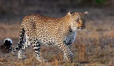 Leopard in Masai Mara Kenya