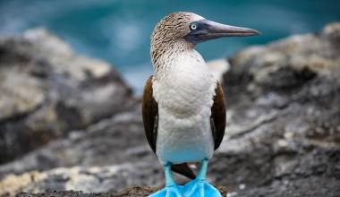Nahaufnahme eines Blaufußtölpels auf den Galapagos-Inseln, Ecuador