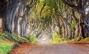 Dark hedges, Northern Ireland