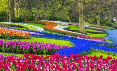 Colorful spring flowers in a park. Location is Keukenhof Gardens, near Lisse, Netherlands