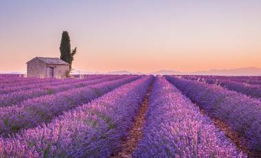Lavender Field, Provence, France