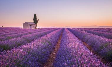 Lavender Field, Provence, France