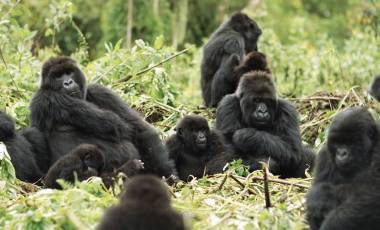 Gorilla trekking at Mountain Gorilla View, Rwanda