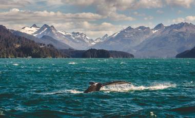 Whale in Alaska