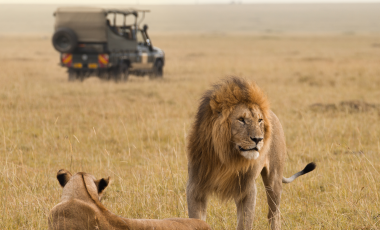 Beste Reisezeit für die große Gnu Wanderung in Afrika: Monat für Monat