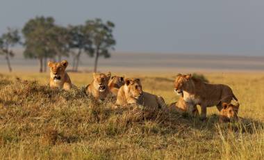 Kenya and Uganda Safari Tour: Big Five and Gorilla Trekking