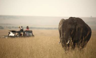 Kenia safari