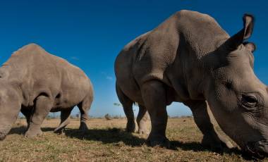 conserving-the-big-fives-black-rhino-in-kenya