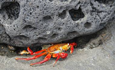 Ecuador & Galapagos