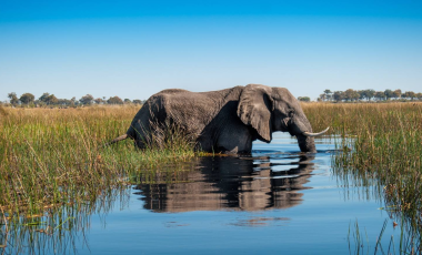 Chobe Elephant Camp