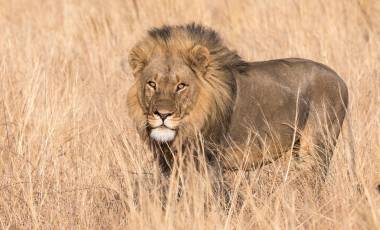 Chobe Game Lodge