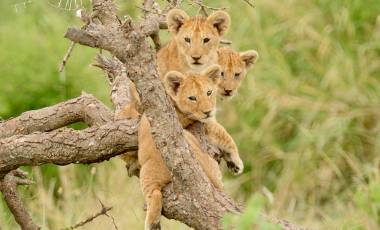 Enchanting Travels Africa Tours - Lion King Safari - a group of lion cubs hanging out in a tree