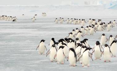 Enchanting Travels Antarctica Tours Annual migration of Adélie penguins