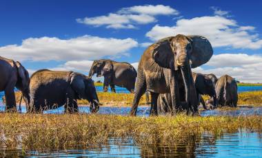 Enchanting Travels Botswana Tours Chobe National Park