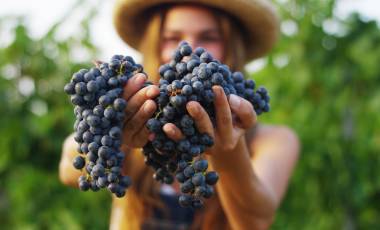 Enchanting Travels France Tours September to harvest vineyards