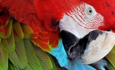 Enchanting Travels Guatemala Tours Close up of colorful Scarlet Macaw (Ara macao) a large red, yellow, and blue South American parrot, Guatemala