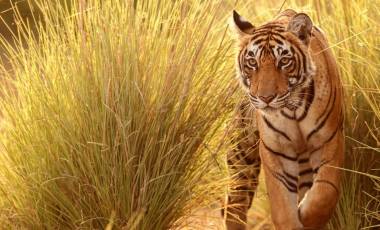 The Real Jungle Book: Your Safari in India; tiger safaris