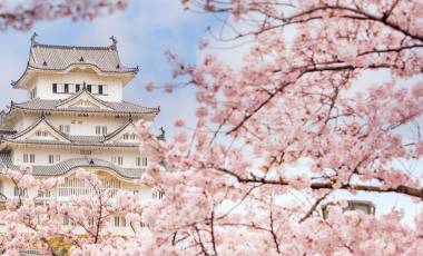 Enchanting Travels Japan Tours Himeji castle with sakura cherry blossom festival in Japan