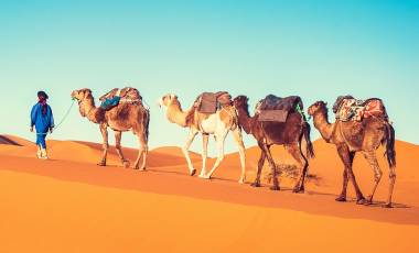 Enchanting Travels Morocco Tours Camel caravan going through the sand dunes in the Sahara Desert