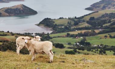 New Zealand landscape, Banks Peninsula