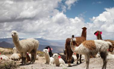 Enchanting Travels Peru Tours Llamas in Peru