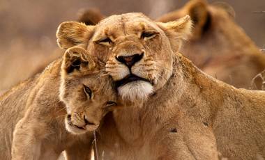 Lions Kruger South Africa Tour